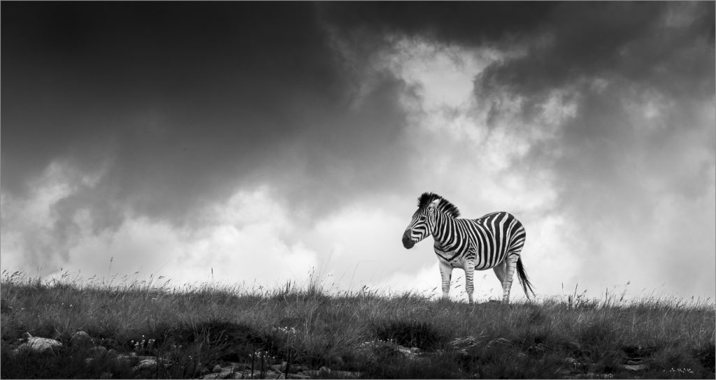 Burchell's Zebra by Rob Kuhner